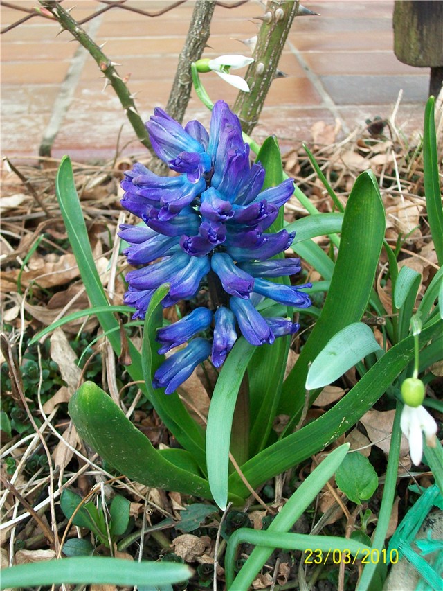 Zumbul - lat. Hyacinthus - 
